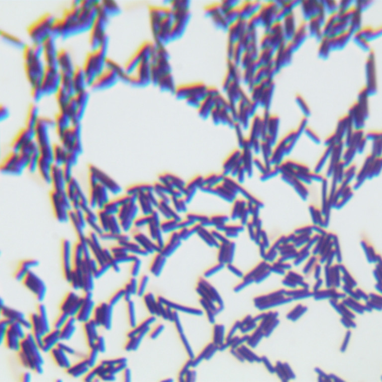 Bacillus licheniformis-BNCC