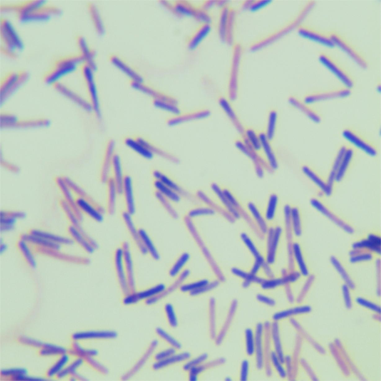 Bacillus lysaeucus-BNCC