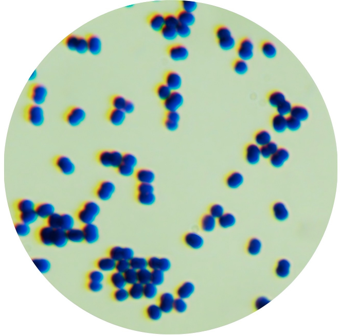 Genus Actinobacteria-BNCC