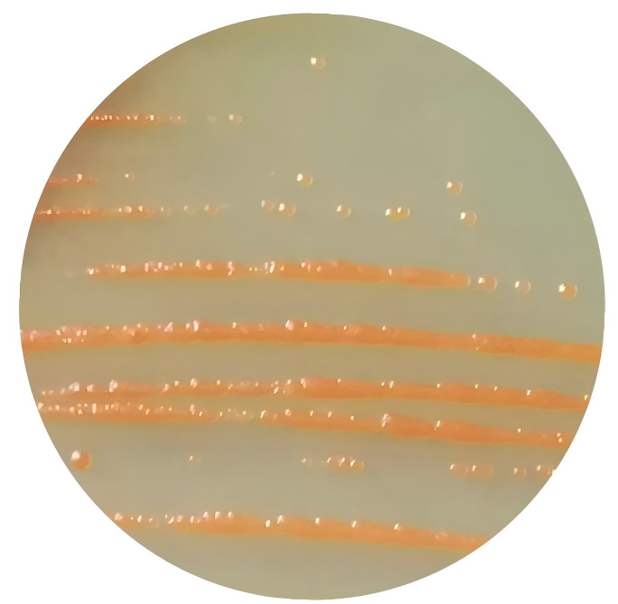 Genus Actinobacteria-BNCC