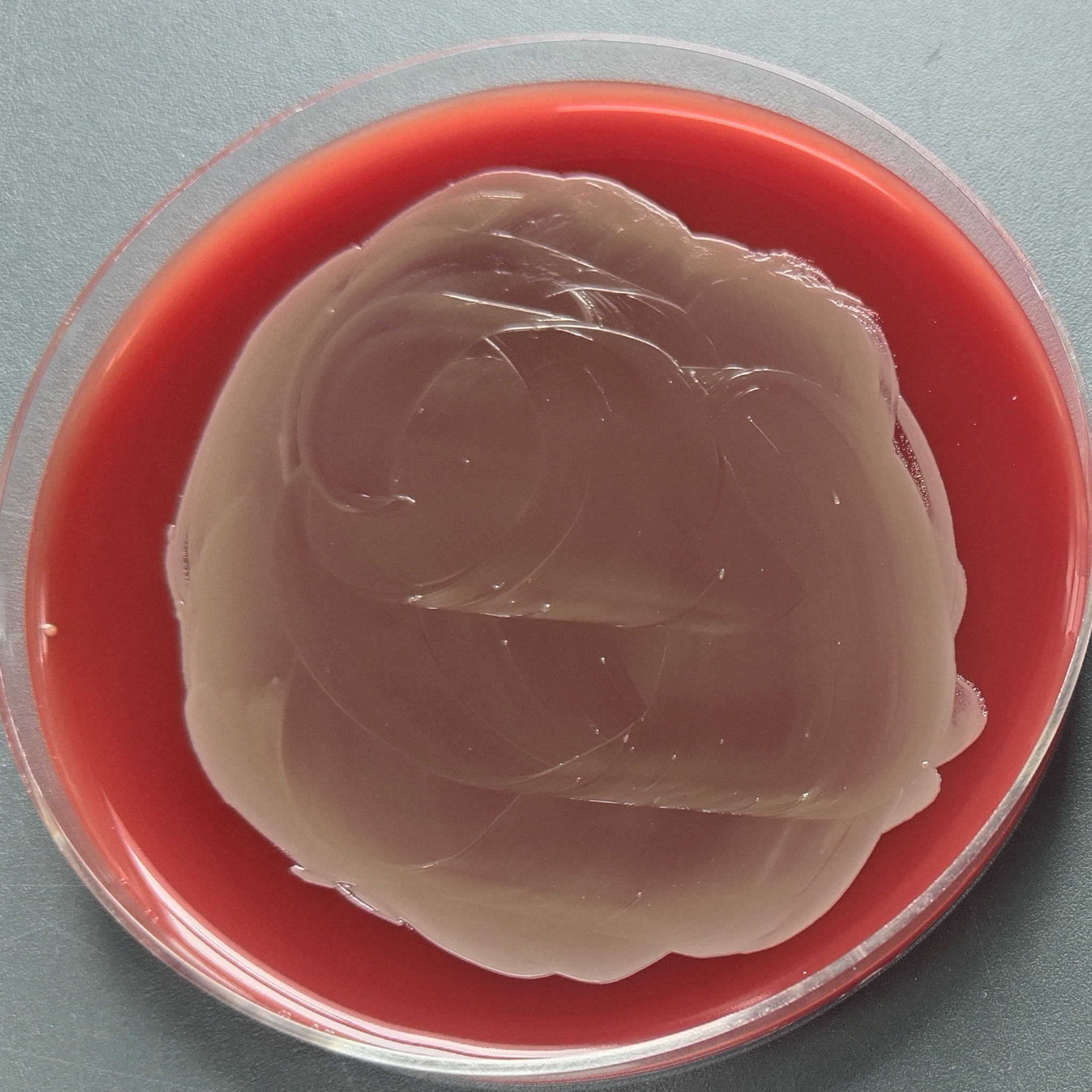 Michigan Bacillus subtilis (tomato bacterial ulcer pathogen)-BNCC