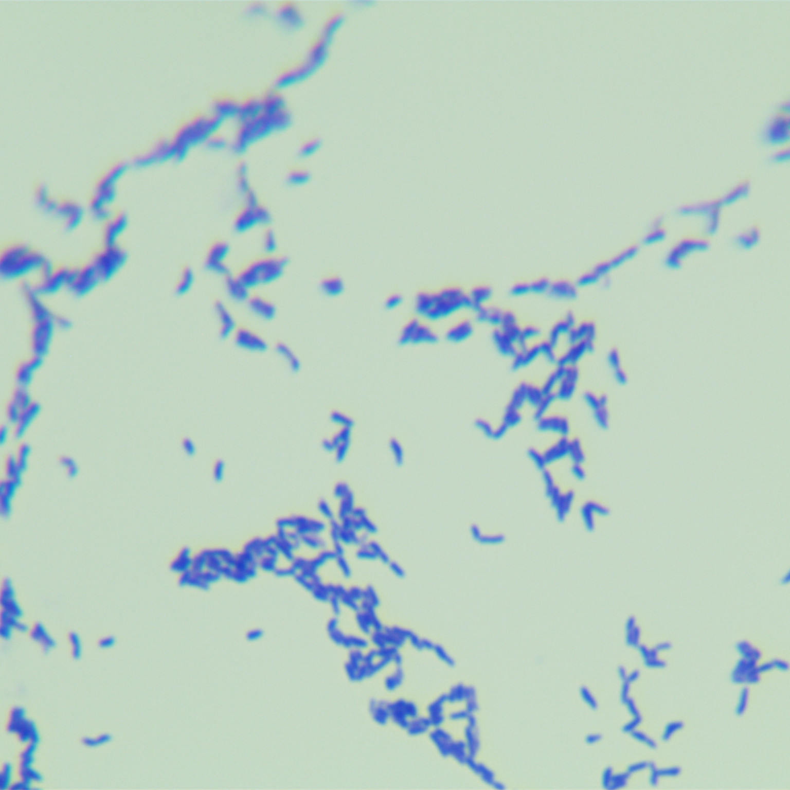 Michigan Bacillus subtilis (tomato bacterial ulcer pathogen)-BNCC
