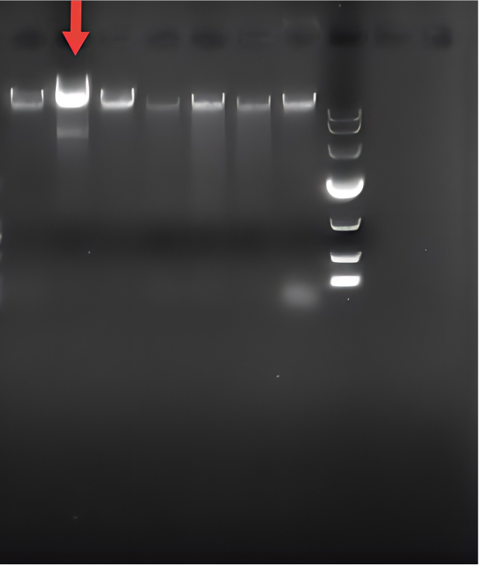 Pseudomonas aeruginosa-BNCC