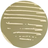 Lactobacillus-BNCC