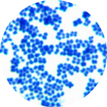 Lactobacillus-BNCC