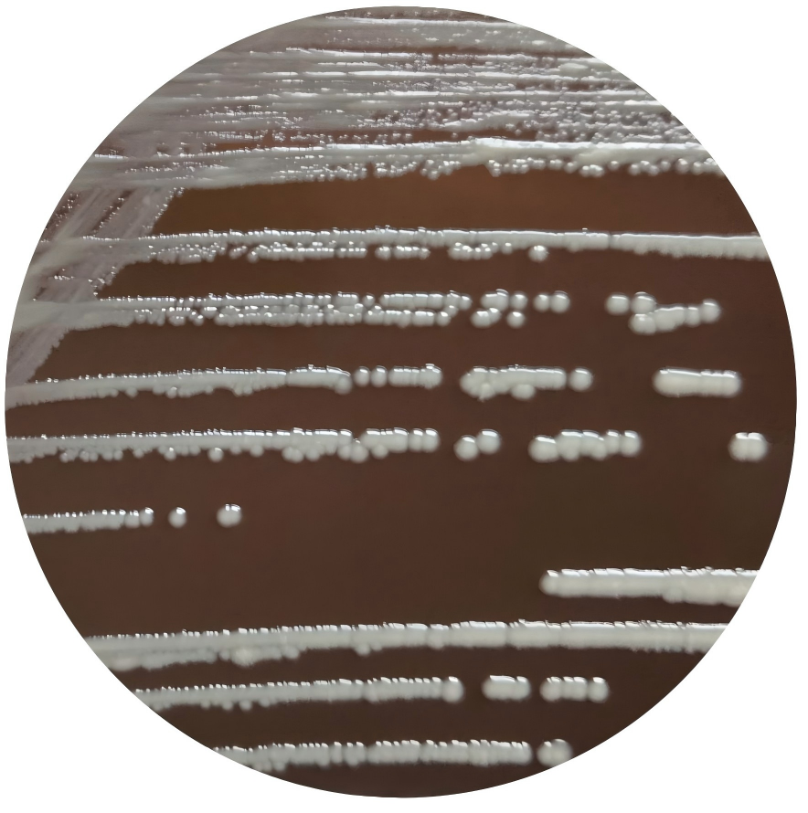 Approaching rod-shaped bacteria-BNCC