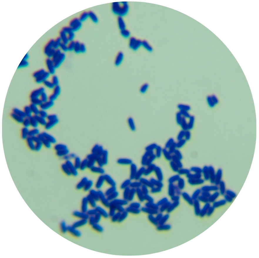Approaching rod-shaped bacteria-BNCC