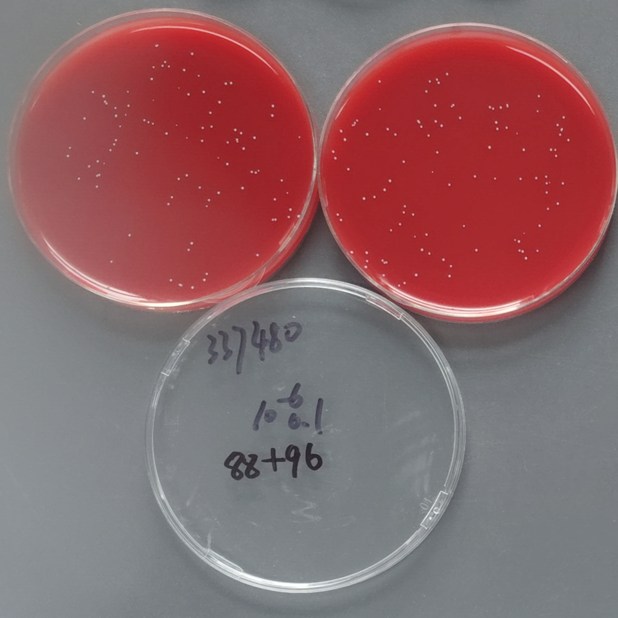 Streptococcus pneumoniae-BNCC