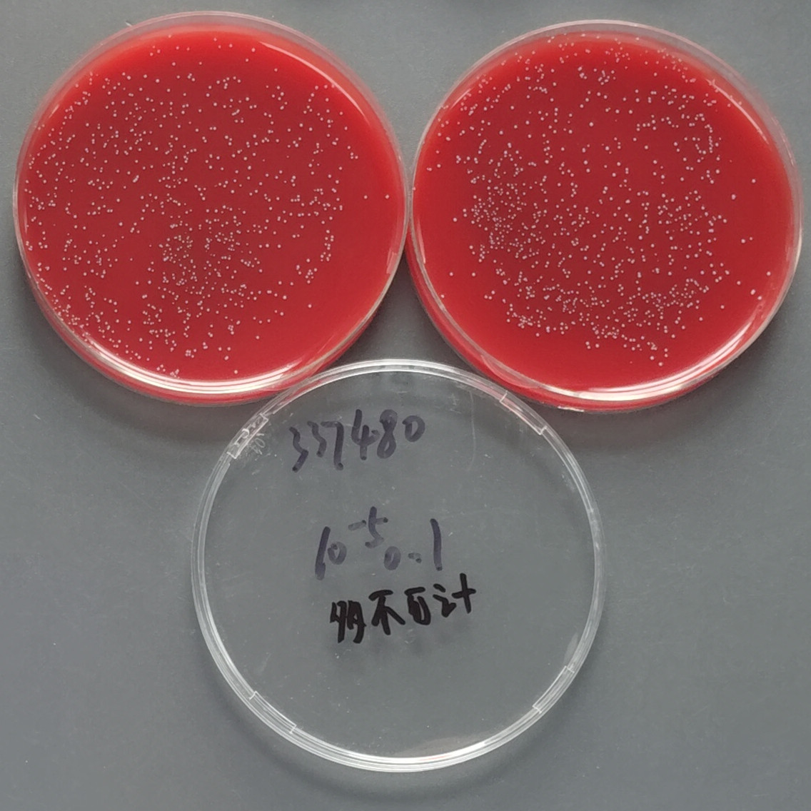 Streptococcus pneumoniae-BNCC