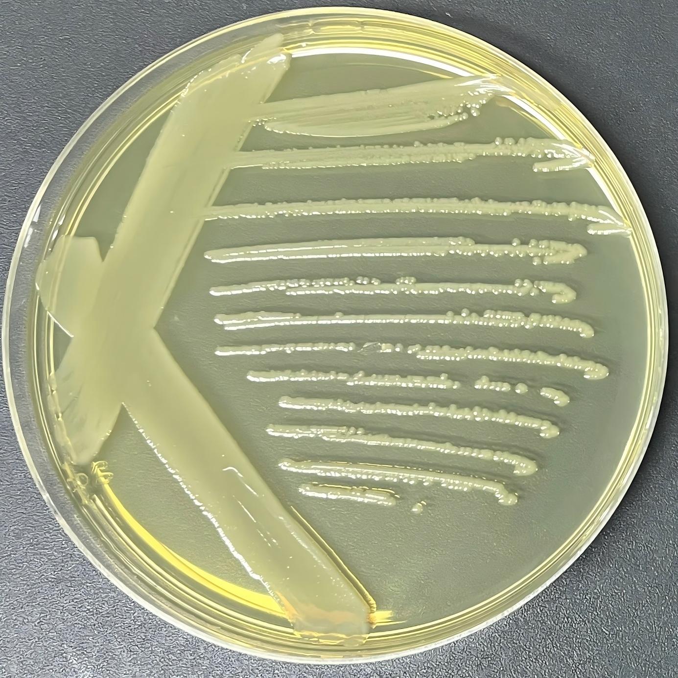 Acinetobacter spp.-BNCC