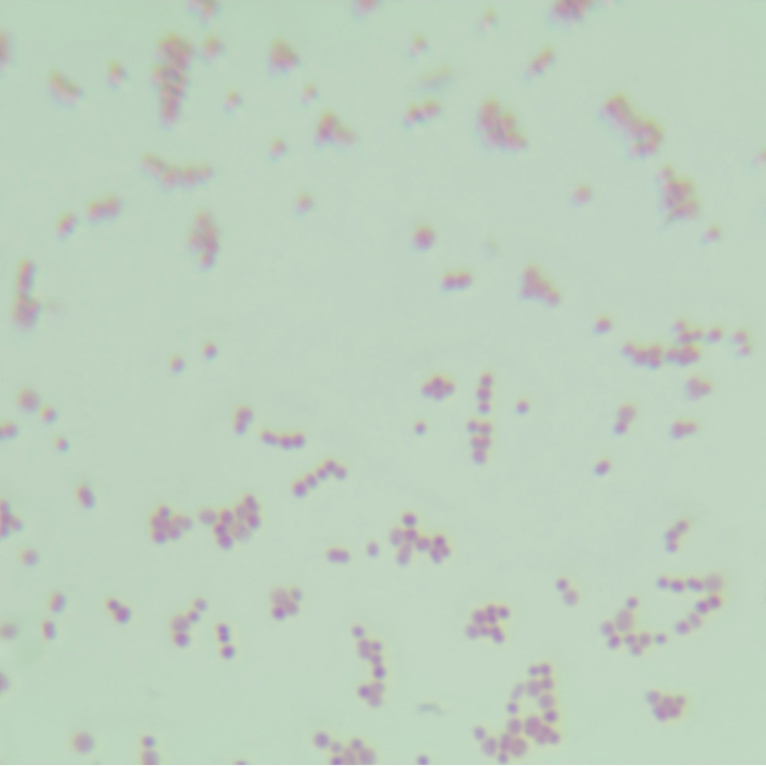 Acinetobacter spp.-BNCC