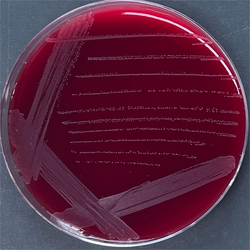 Hemolytic Bacillus subtilis-BNCC