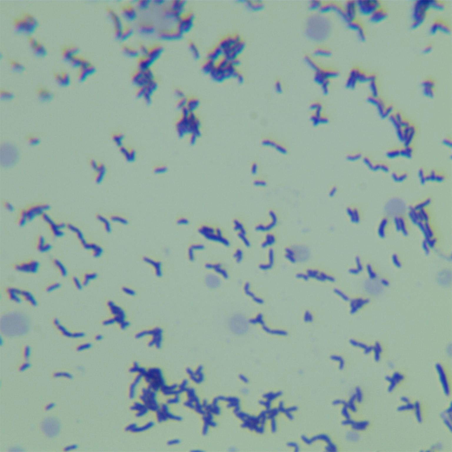 Hemolytic Bacillus subtilis-BNCC