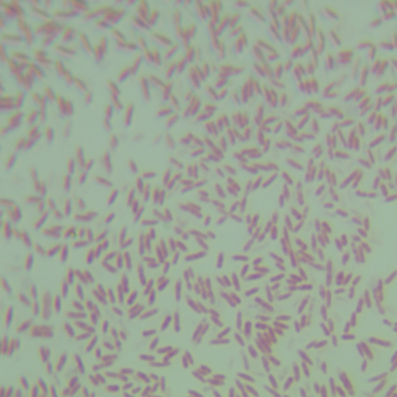Human heart bacteria-BNCC