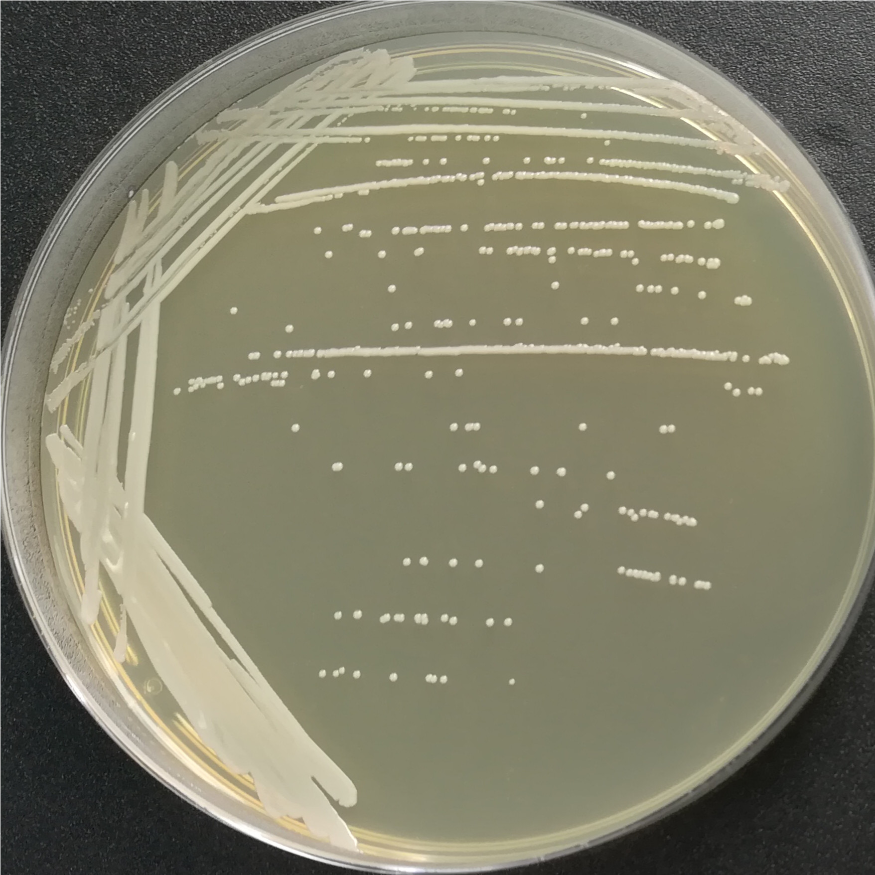 Staphylococcus epidermidis-BNCC