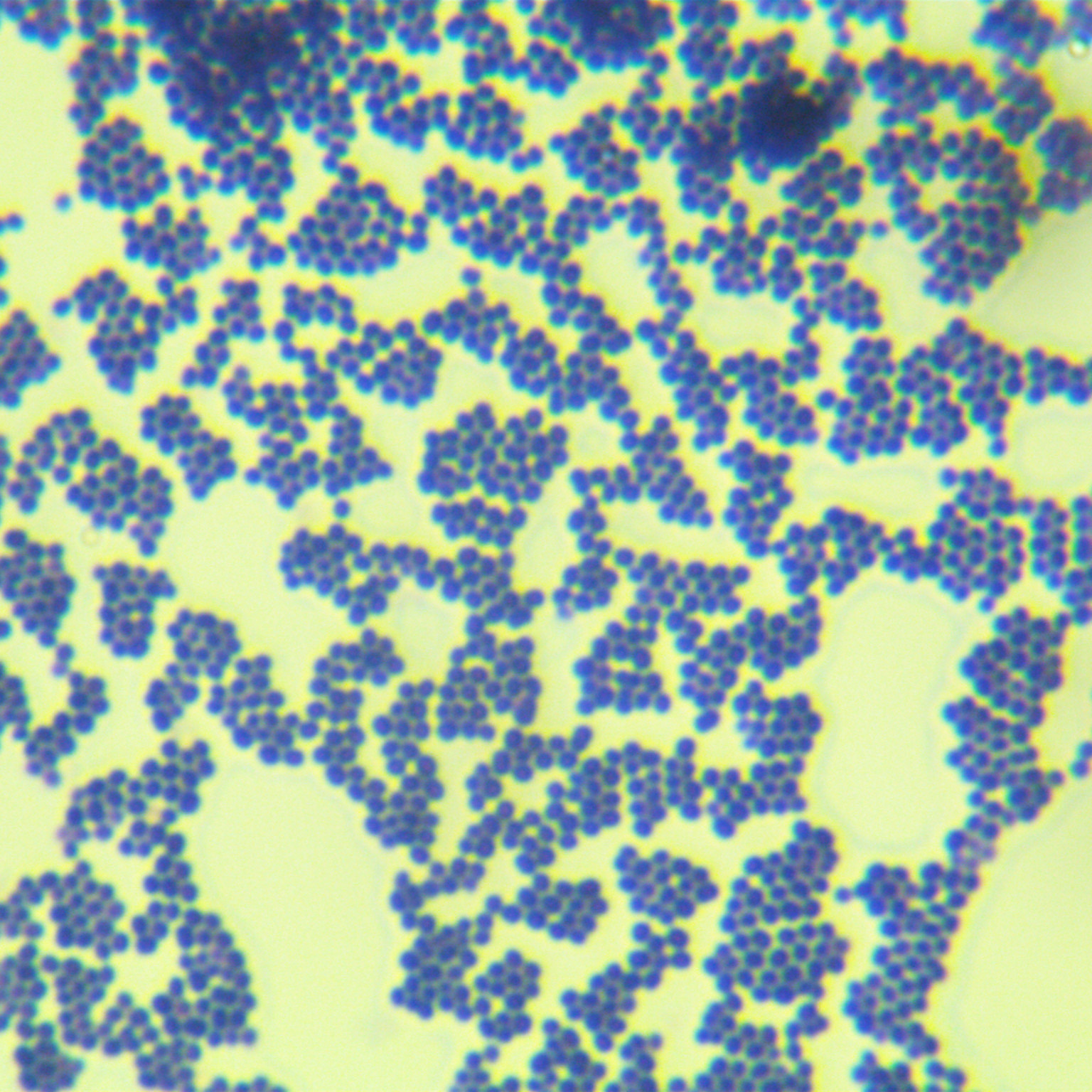 Staphylococcus epidermidis-BNCC