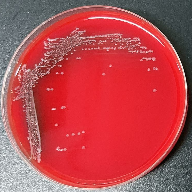 Ureaplasma urealyticum-BNCC