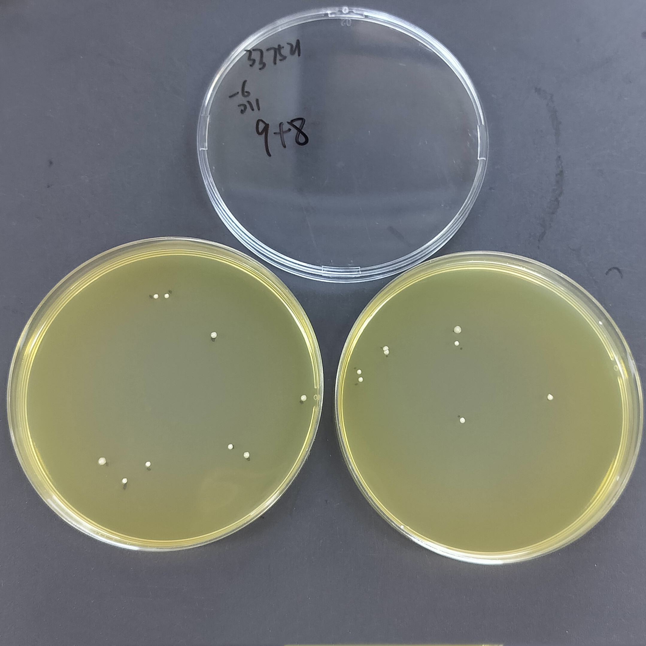 Streptococcus salivarius-BNCC