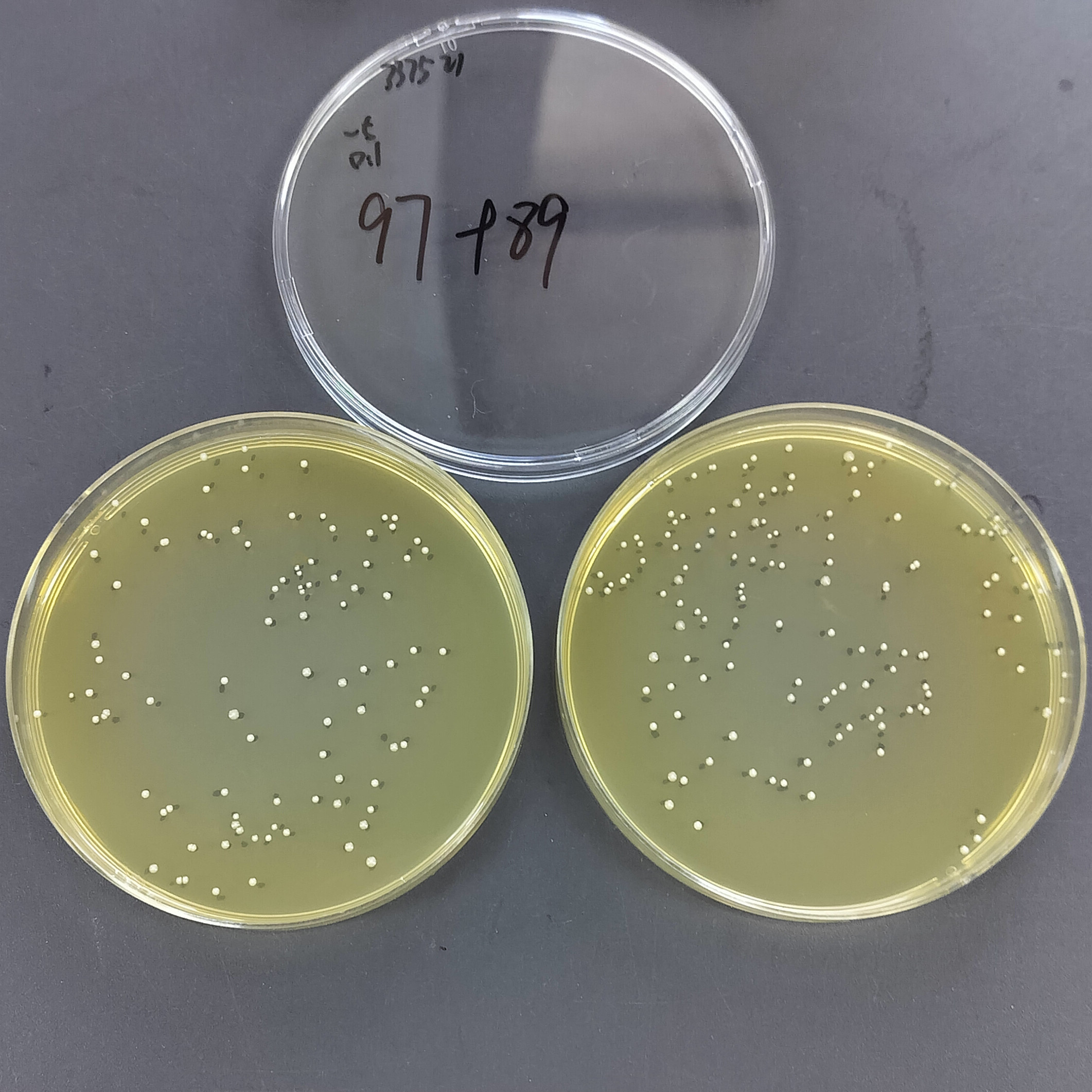 Streptococcus salivarius-BNCC