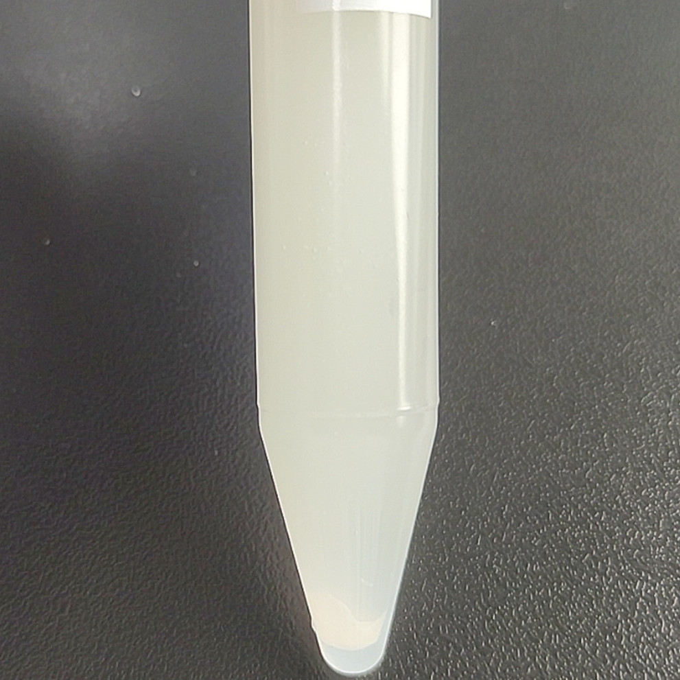 Staphylococcus aureus-BNCC