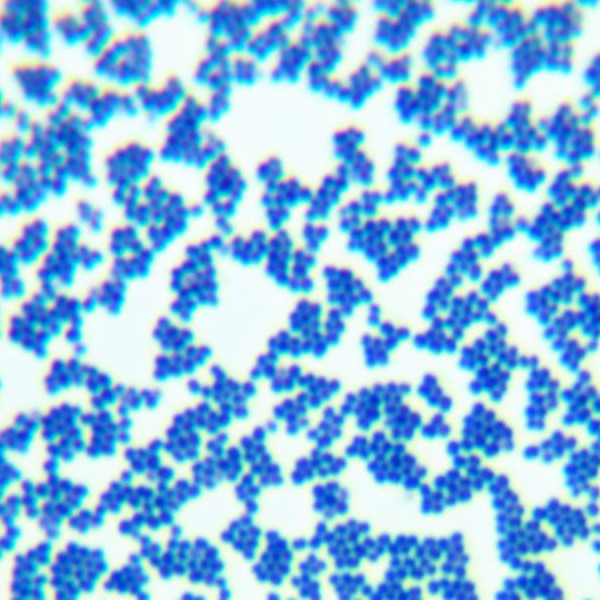 Staphylococcus aureus-BNCC