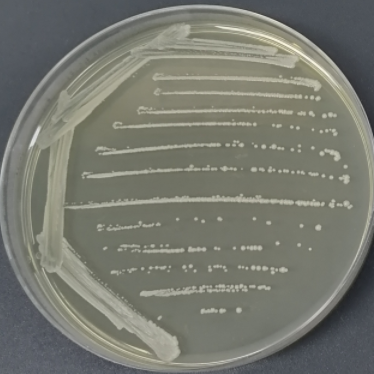 Bacillus subtilis-BNCC