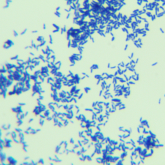 Bacillus subtilis-BNCC