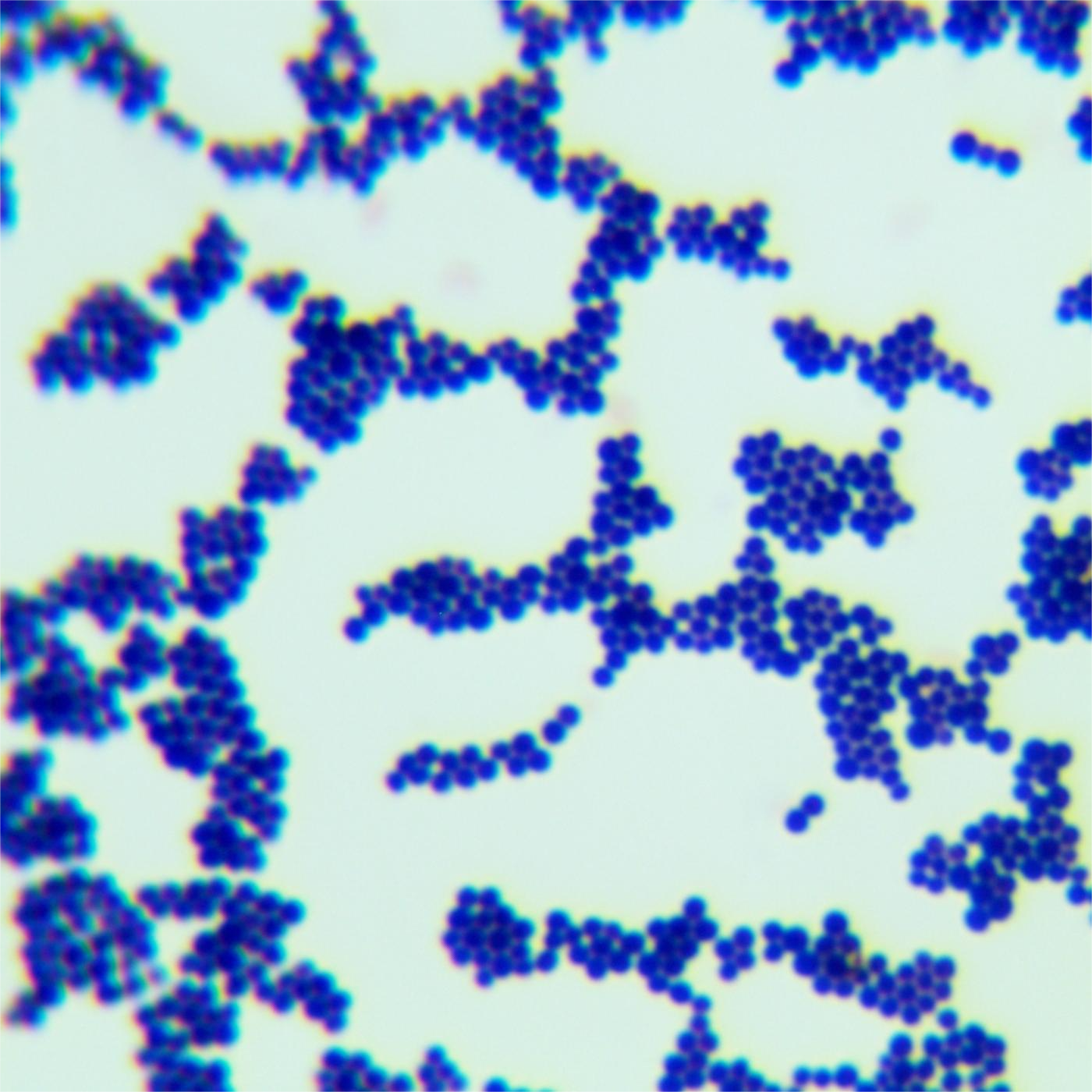 Staphylococcus aureus-BNCC
