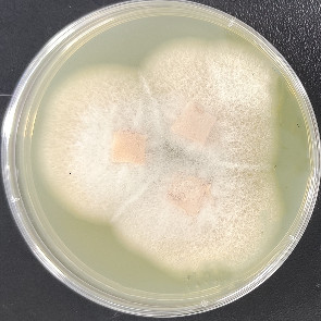 Fusarium oxysporum-BNCC
