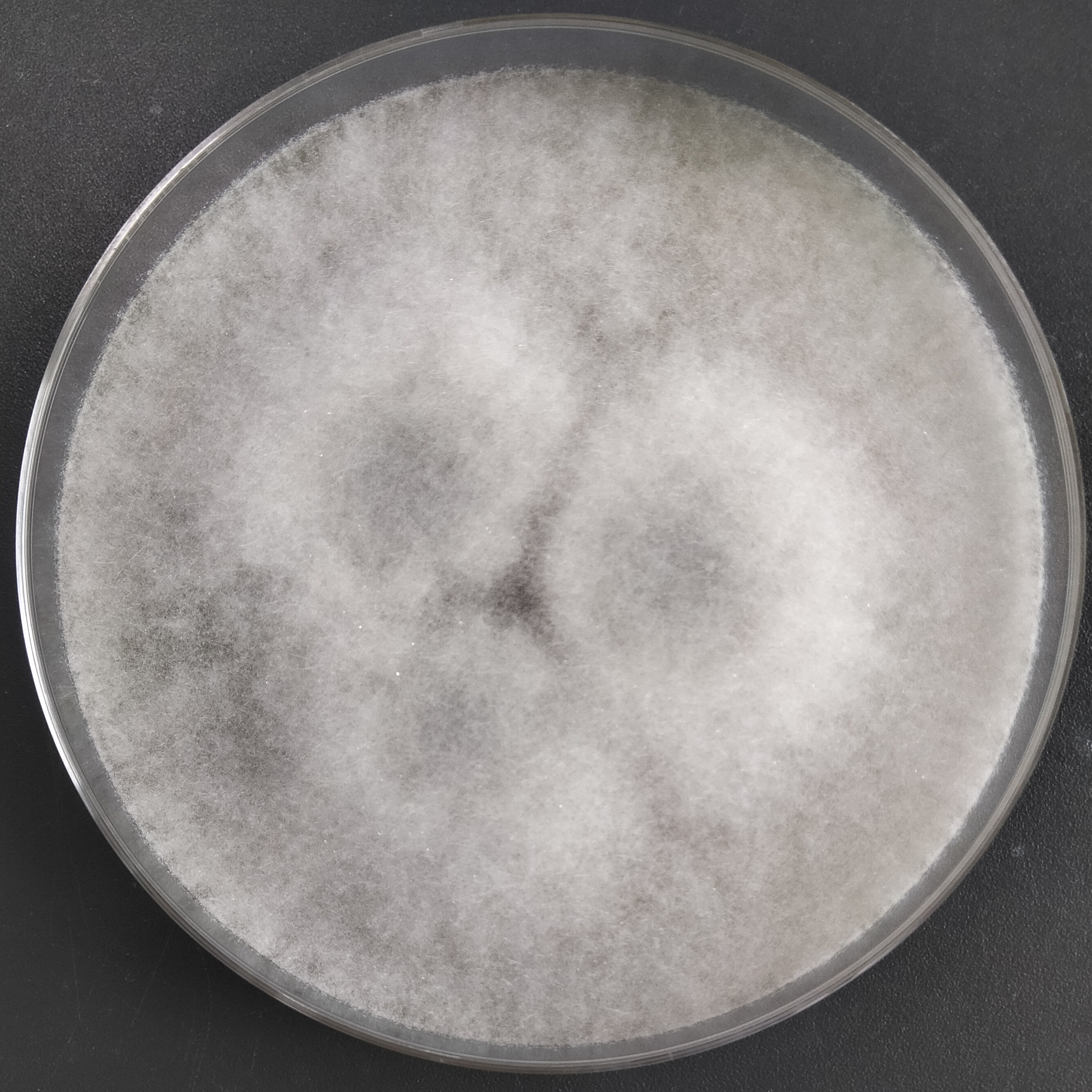 Rhizopus oryzae-BNCC