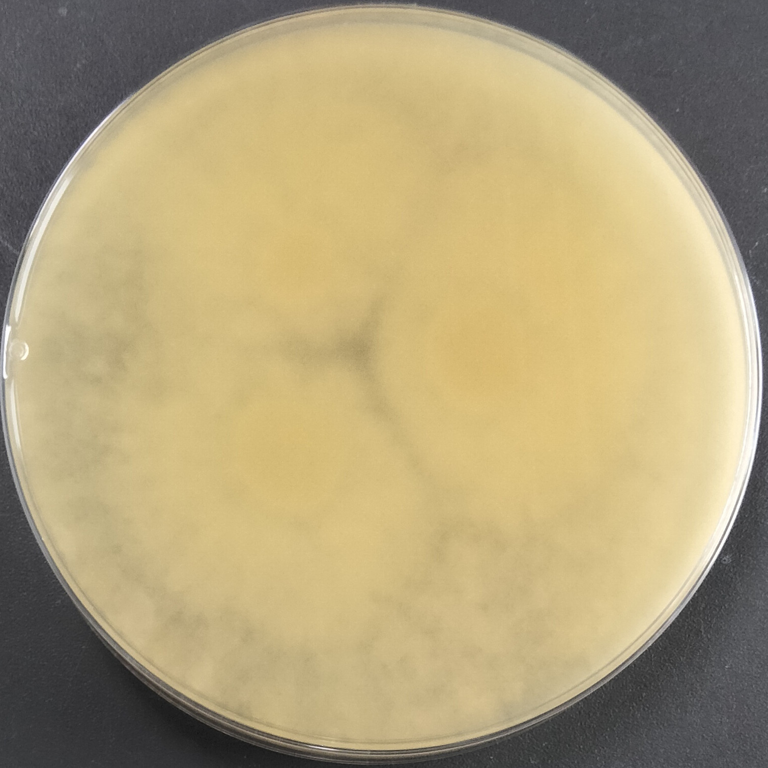 Rhizopus oryzae-BNCC