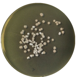 Streptomyces rapamycin-BNCC