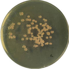 Streptomyces rapamycin-BNCC