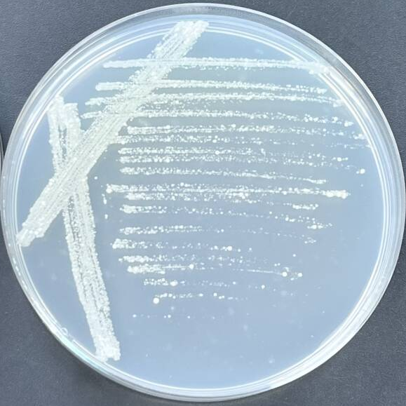 Streptomyces lividans-BNCC