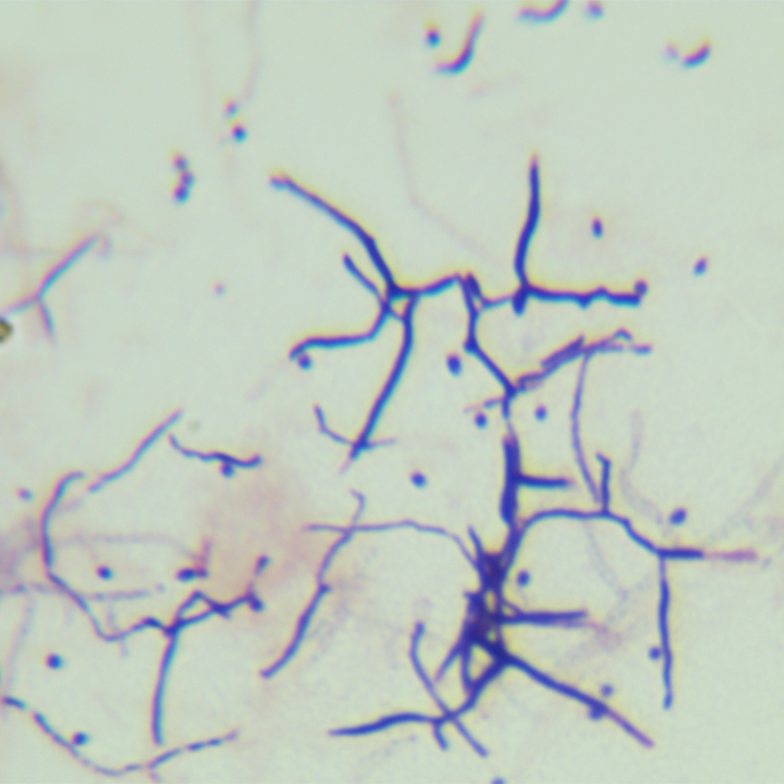 Streptomyces lividans-BNCC