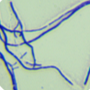Streptomyces avidans-BNCC