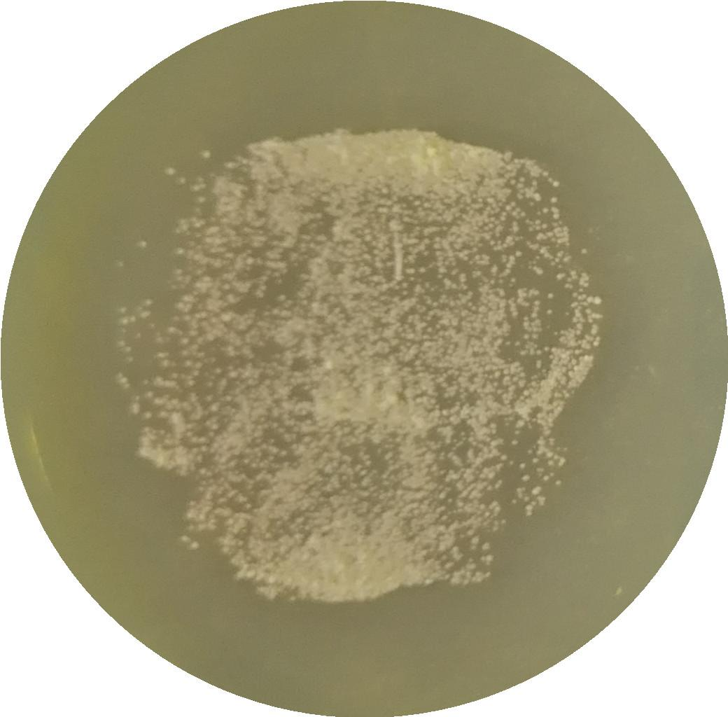 Streptomyces wool-BNCC
