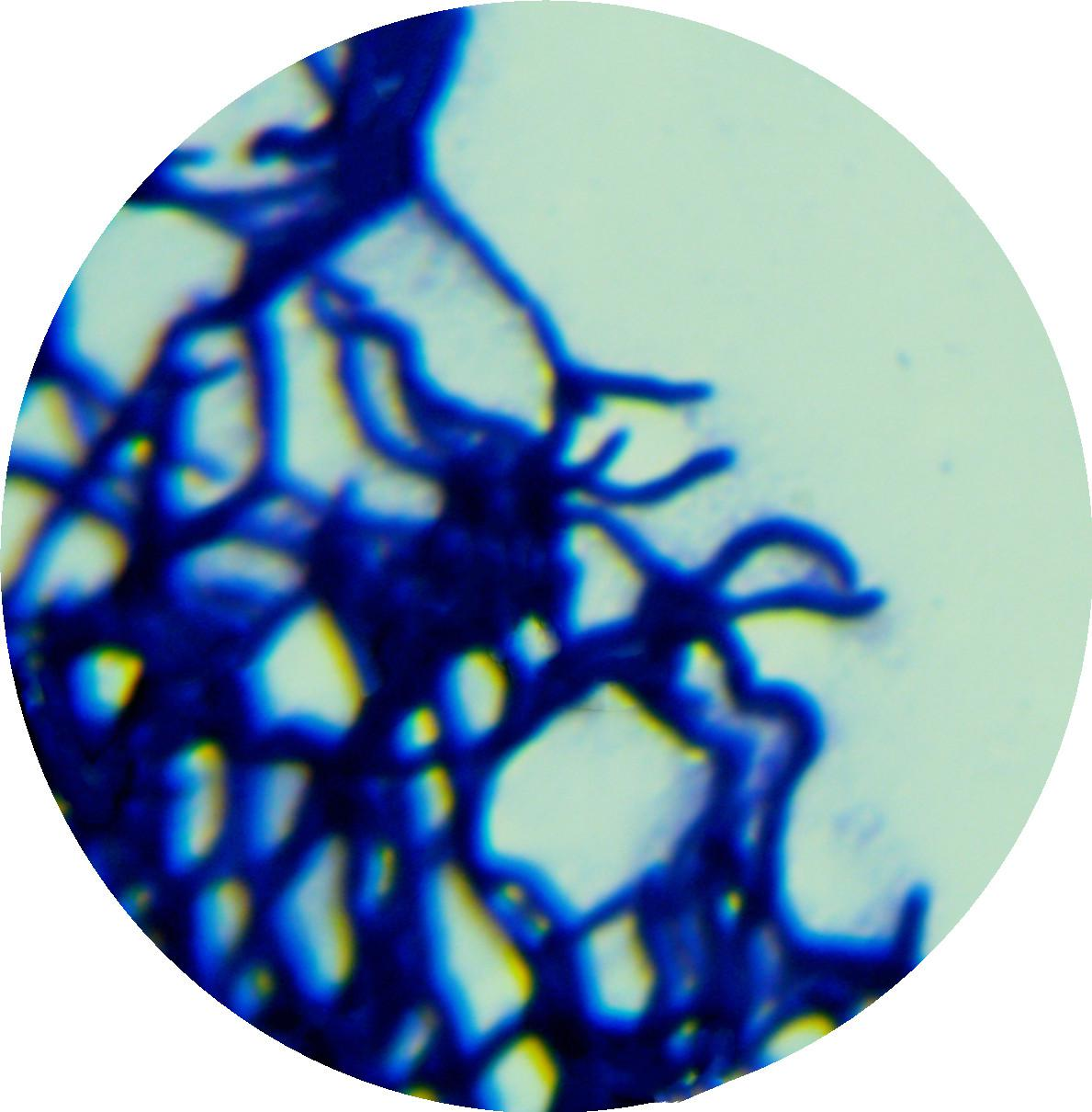 Streptomyces wool-BNCC