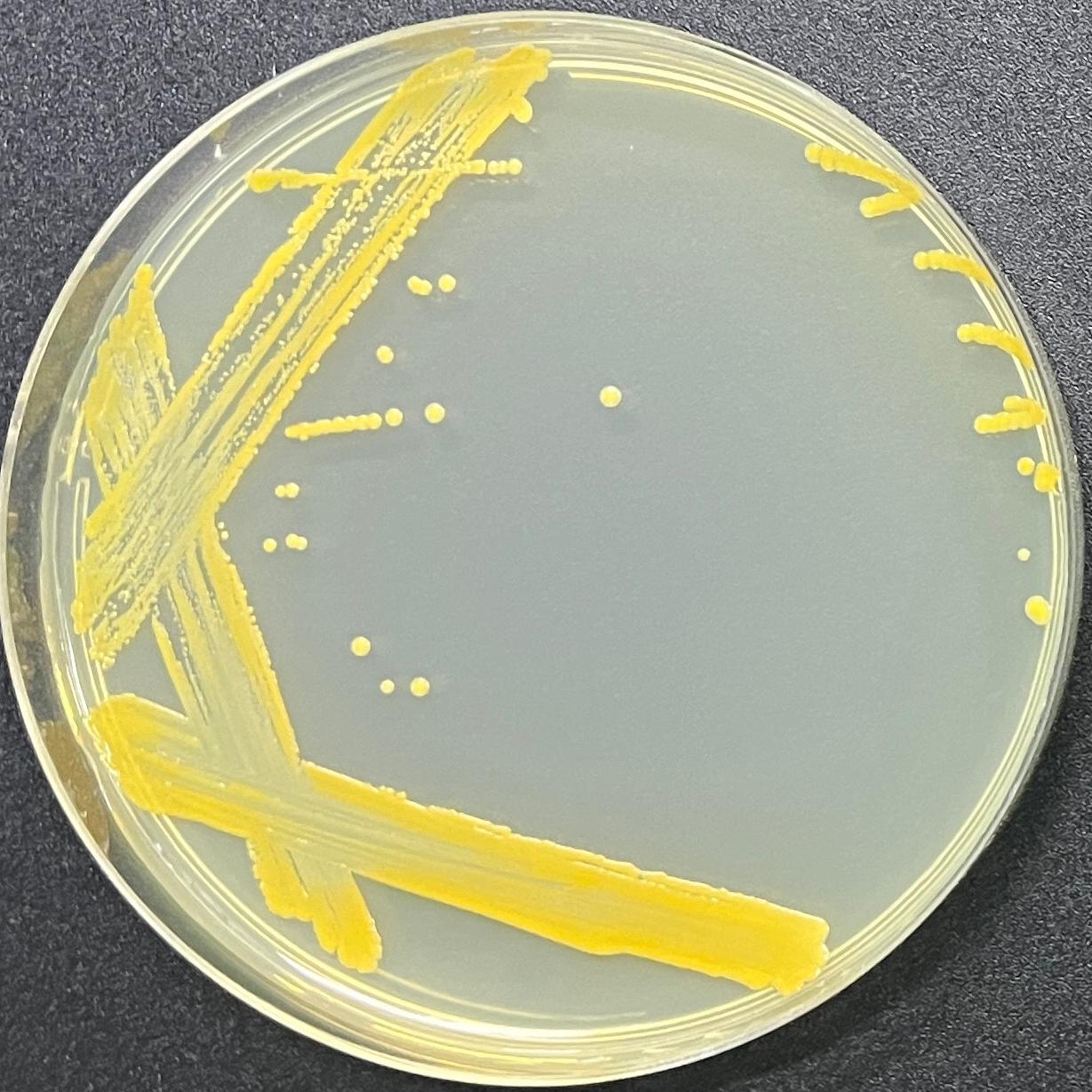 Staphylococcus aureus-BNCC