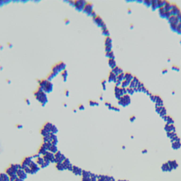 Staphylococcus aureus-BNCC