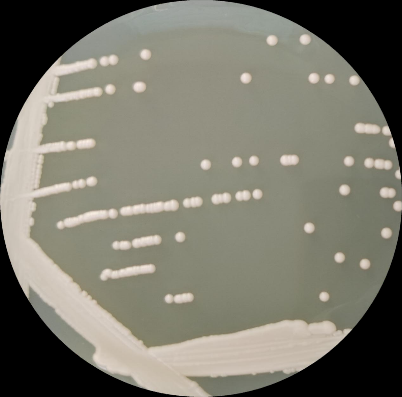 Candida albicans-BNCC
