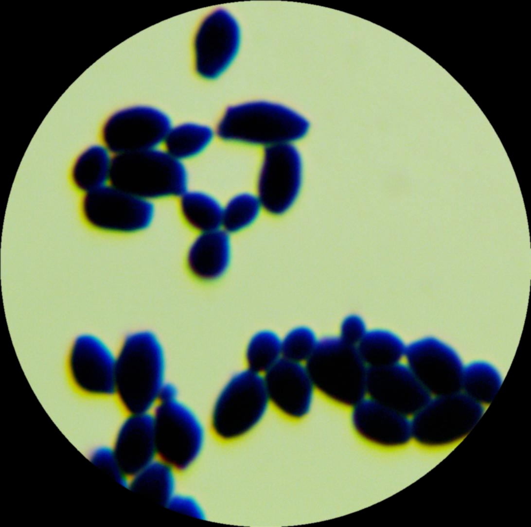 Candida albicans-BNCC