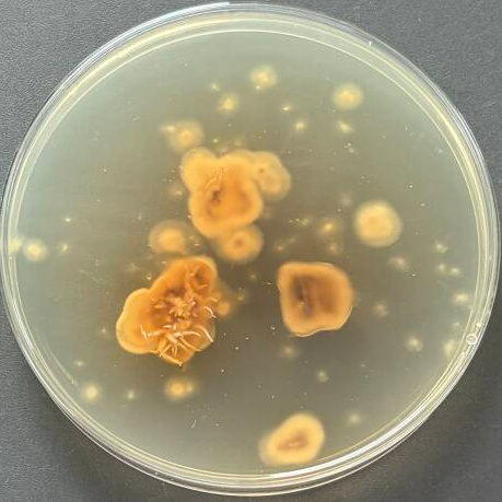 French honey fungus-BNCC