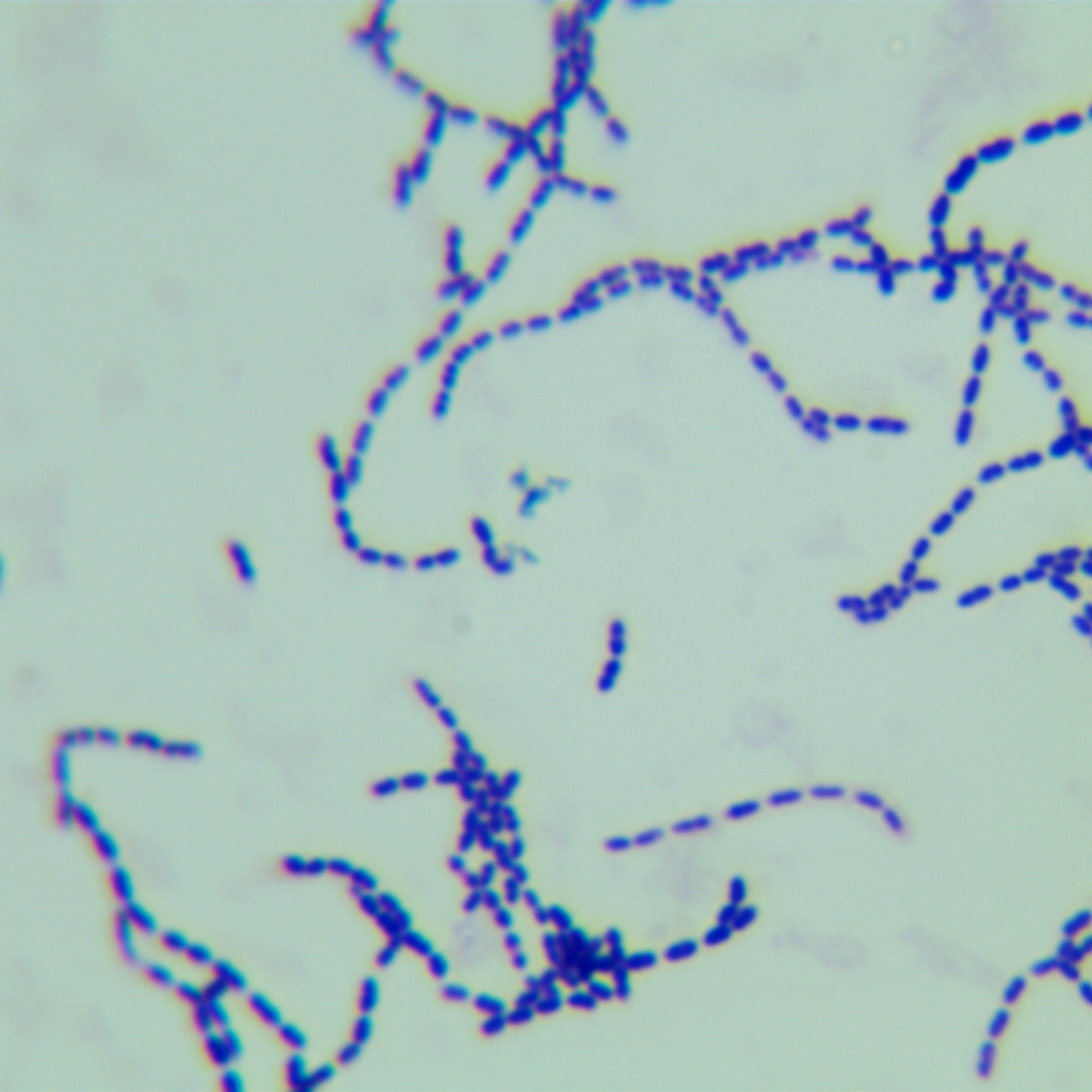 Streptococcus pyogenes A-BNCC