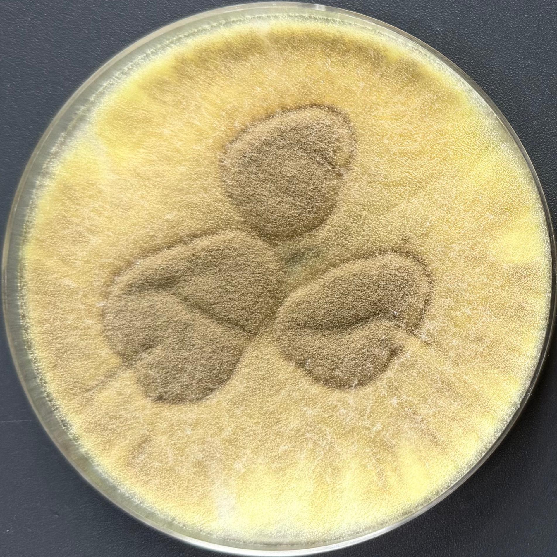 Brazilian Aspergillus-BNCC