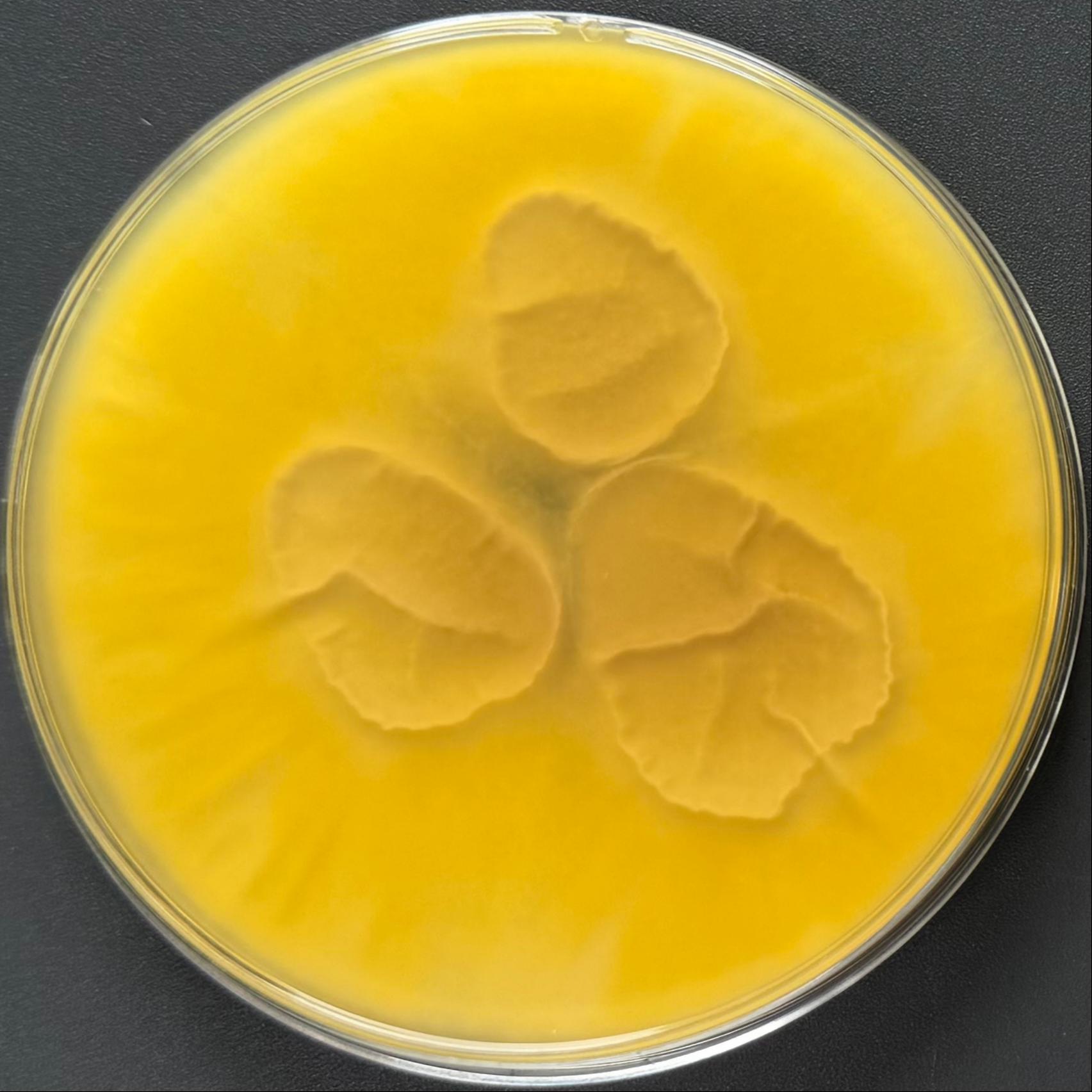 Brazilian Aspergillus-BNCC