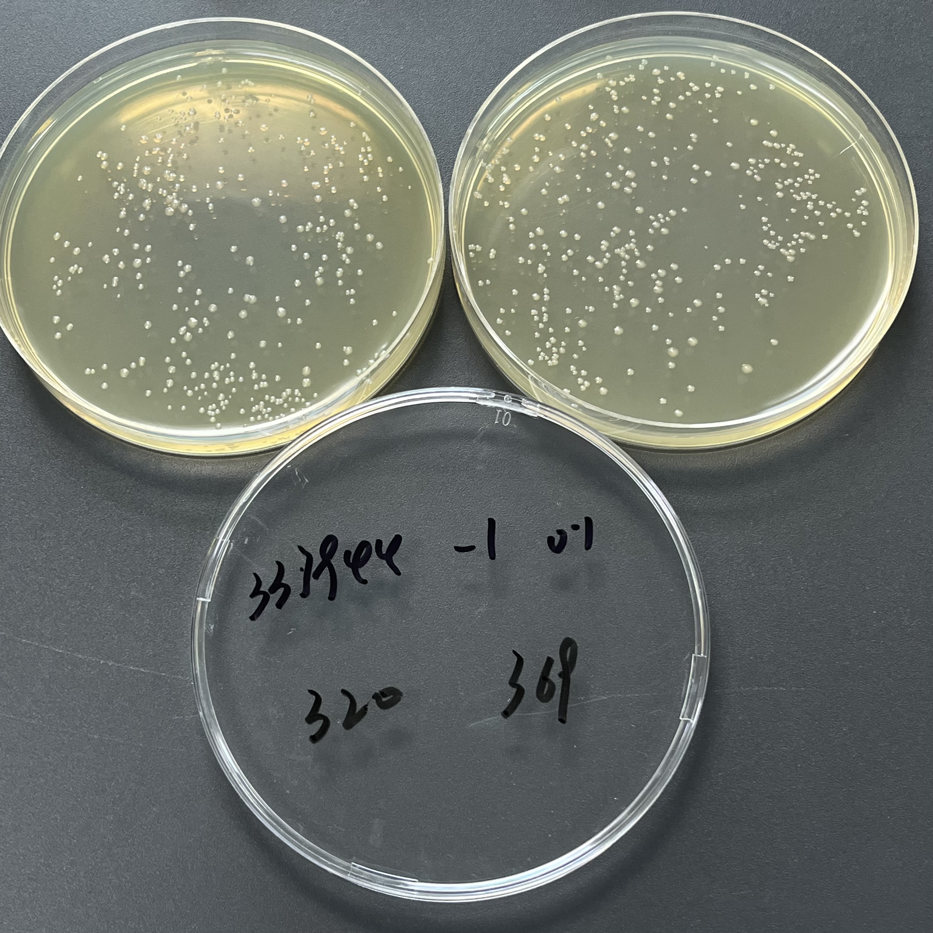 Quantitative strain of Salmonella enteritidis subsp. enteritis-BNCC