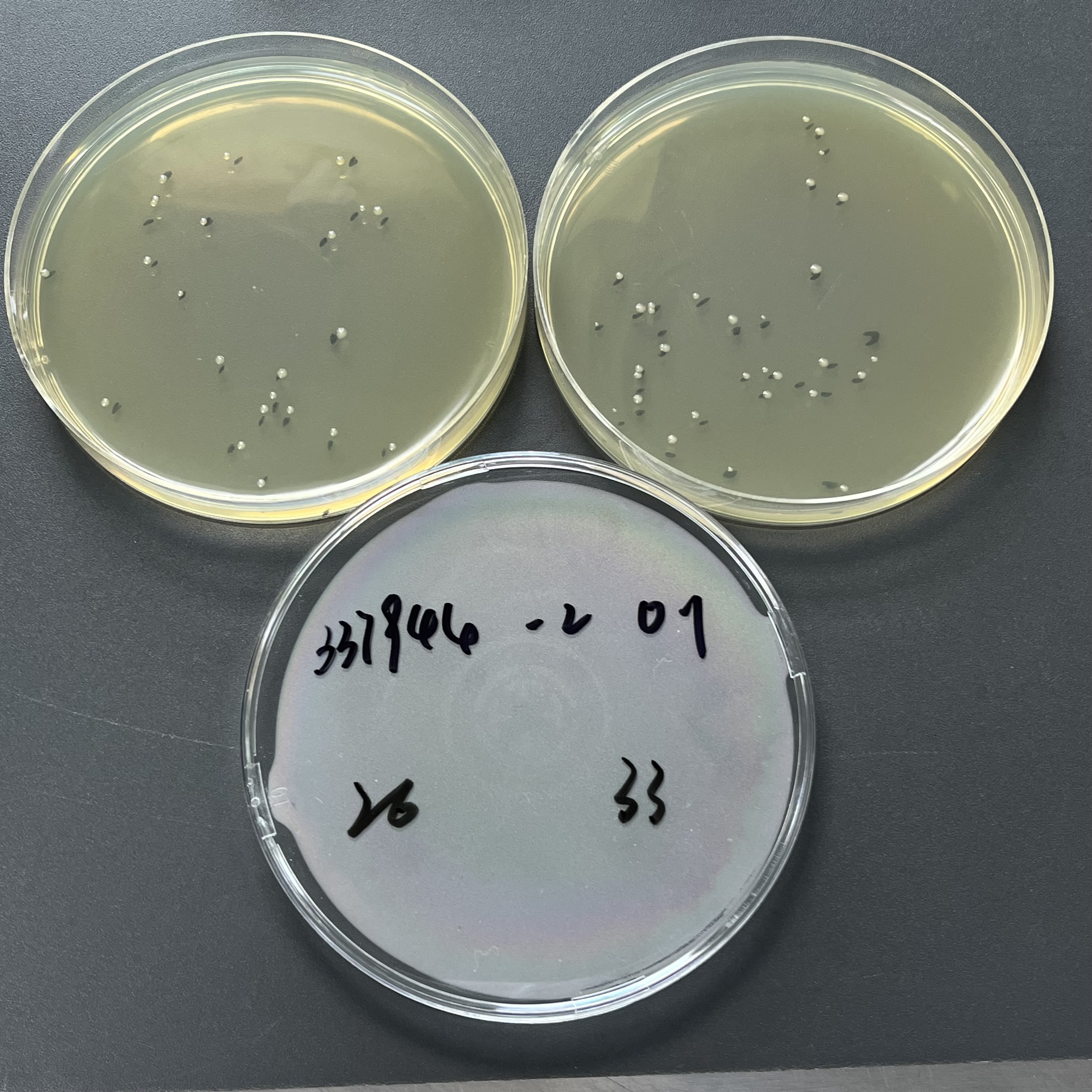 Quantitative strain of Salmonella enteritidis subsp. enteritis-BNCC