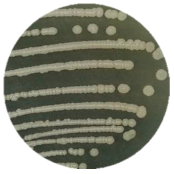 Bacillus subtilis-BNCC