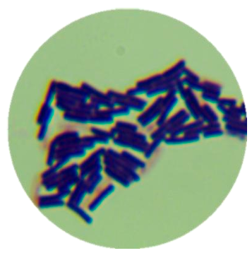 Bacillus subtilis-BNCC